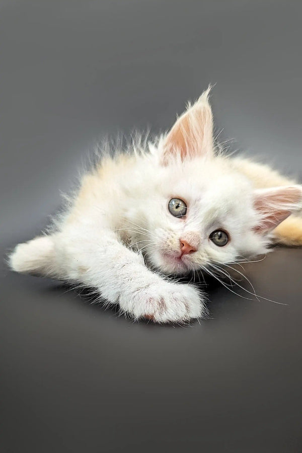Fluffy red silver shaded Maine Coon kitten with bright eyes lying down
