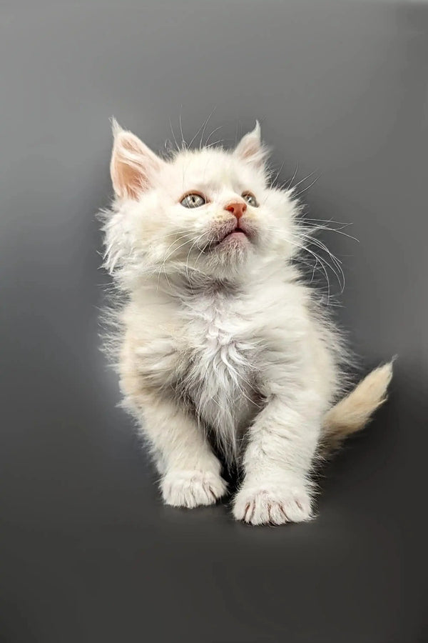 Fluffy red silver shaded Maine Coon kitten looking upward with curiosity
