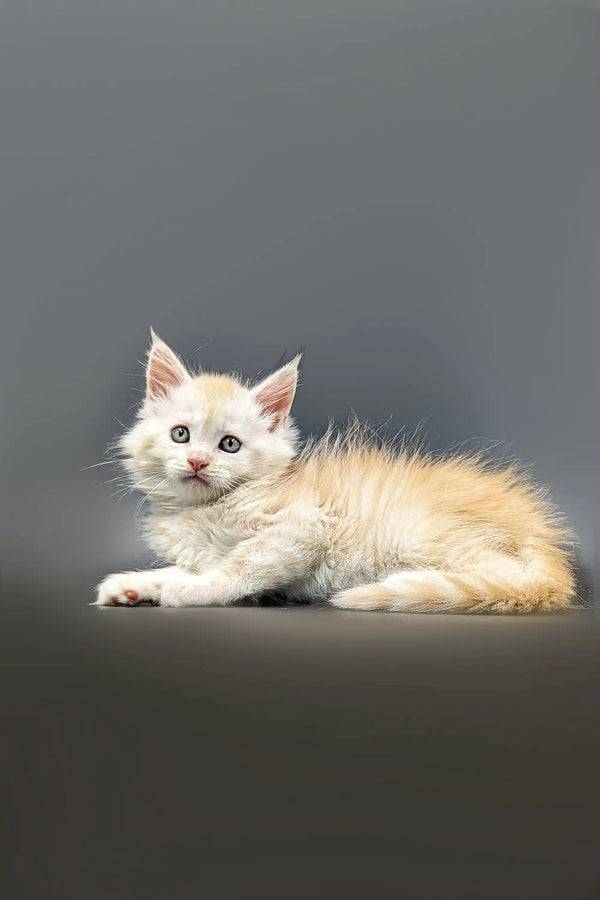Fluffy red silver shaded Maine Coon kitten lying on side, looking alert and adorably curious