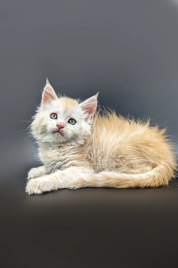 Fluffy cream-colored Maine Coon kitten with bright blue eyes for Nikolas product
