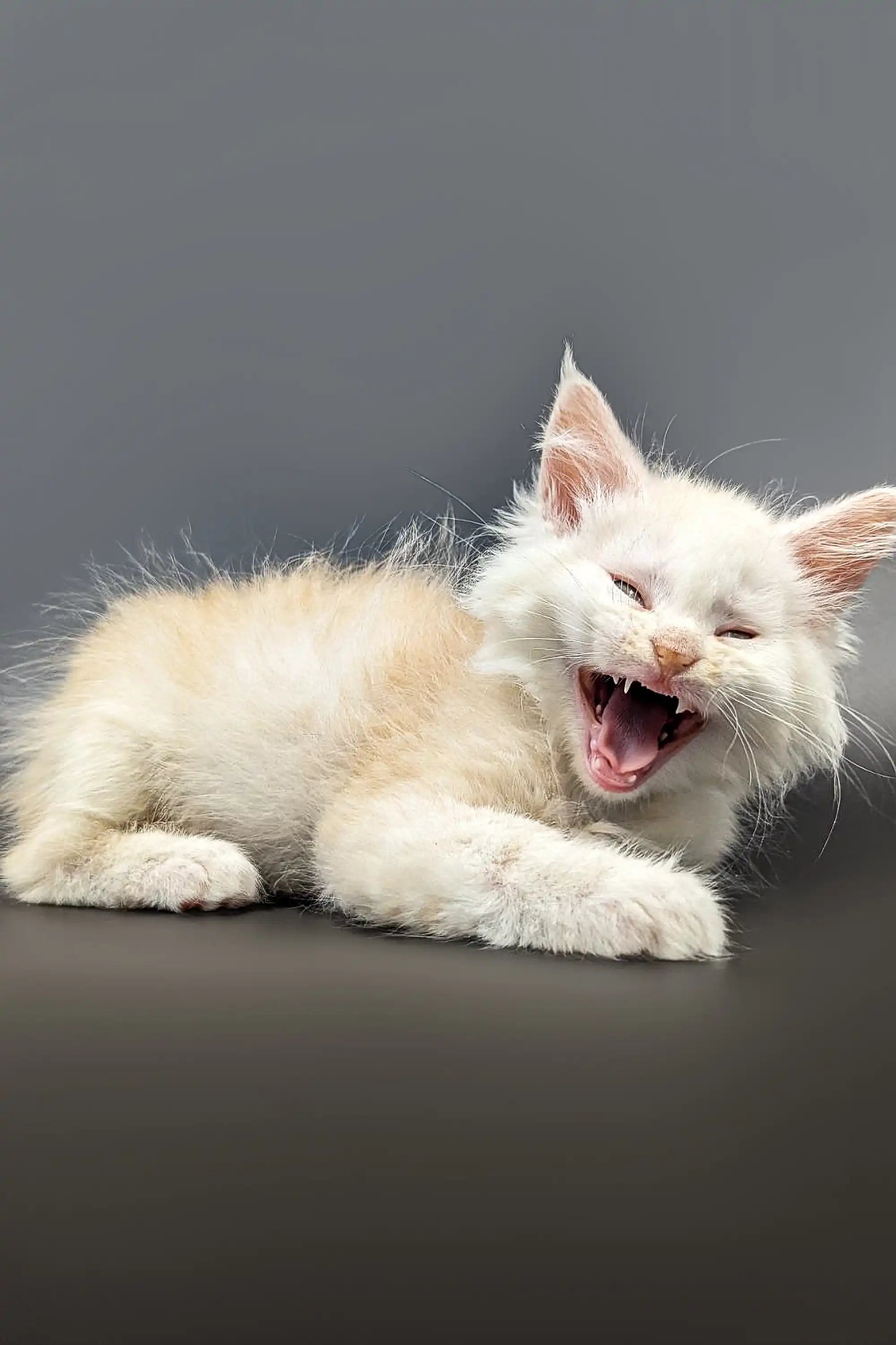Maine Coon Kittens for Sale Nikolas | Kitten
