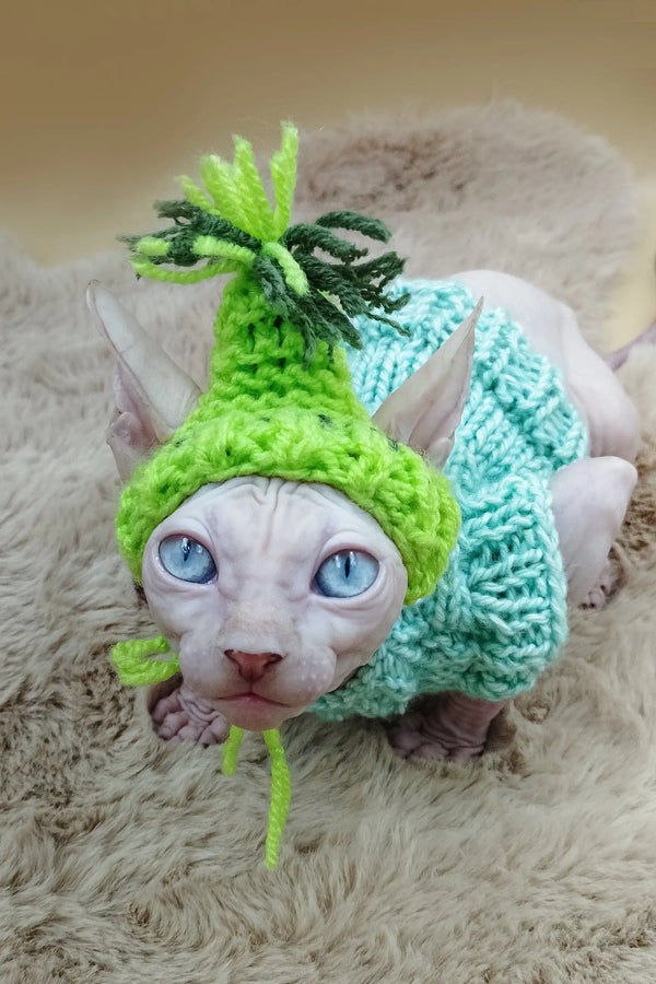 Cute Hairless cat in a cozy knitted hat and sweater from Nikolasha Sphynx Kitten