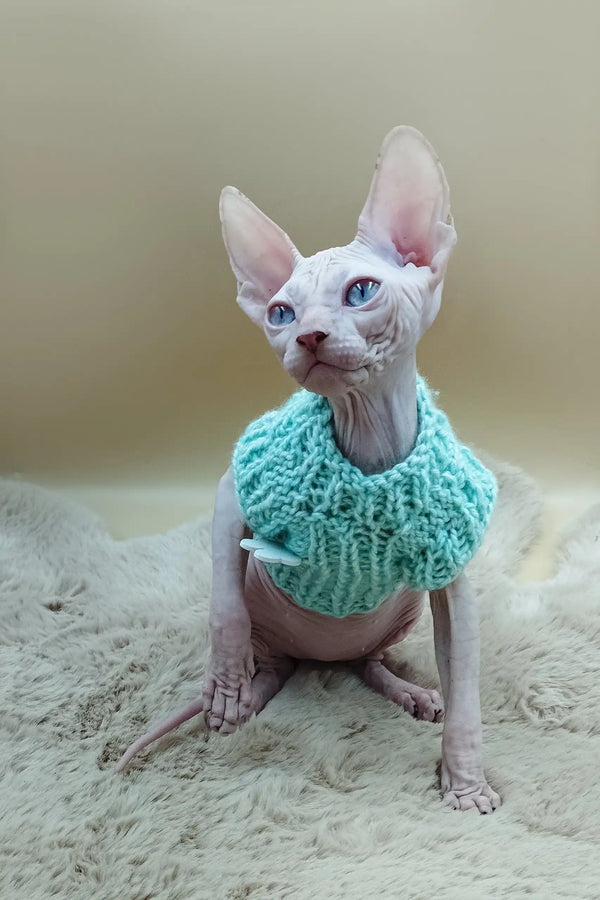 Hairless Sphynx kitten in a cute turquoise knitted collar by Nikolasha