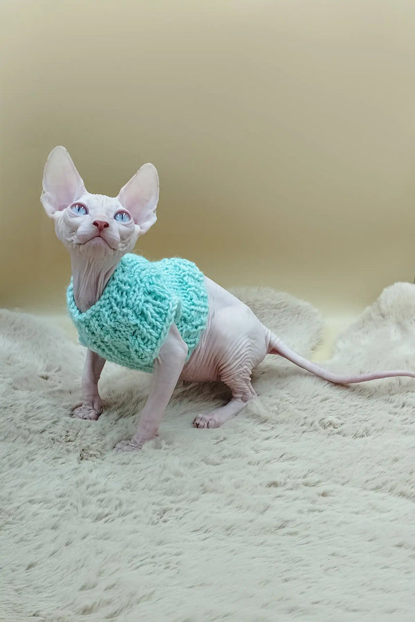 Hairless cat in a cute turquoise sweater from Nikolasha Sphynx Kitten collection
