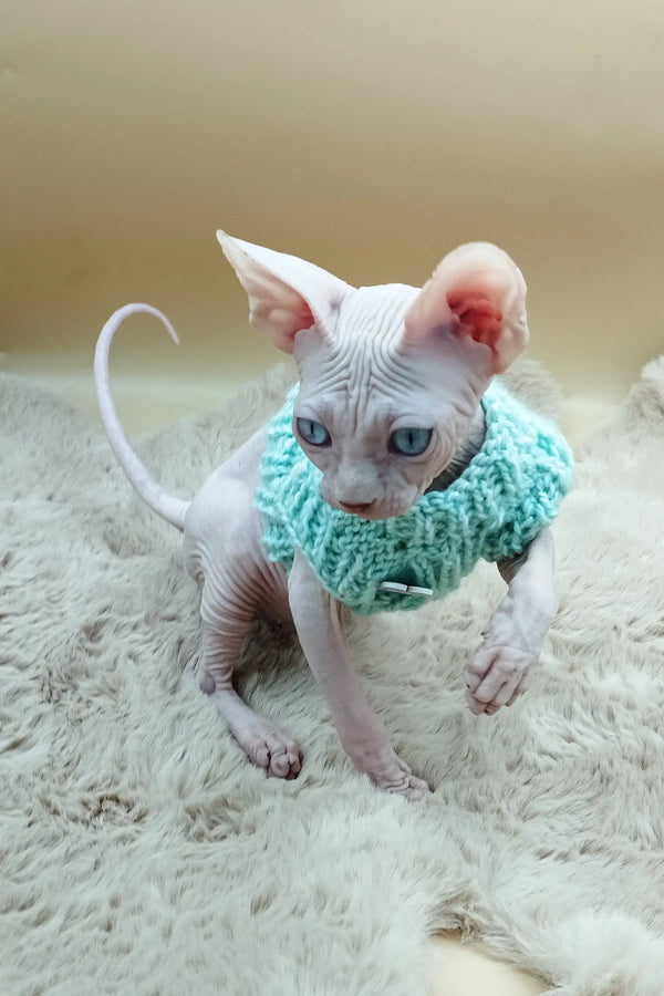 Hairless Sphynx kitten in a cute turquoise knitted collar by Nikolasha
