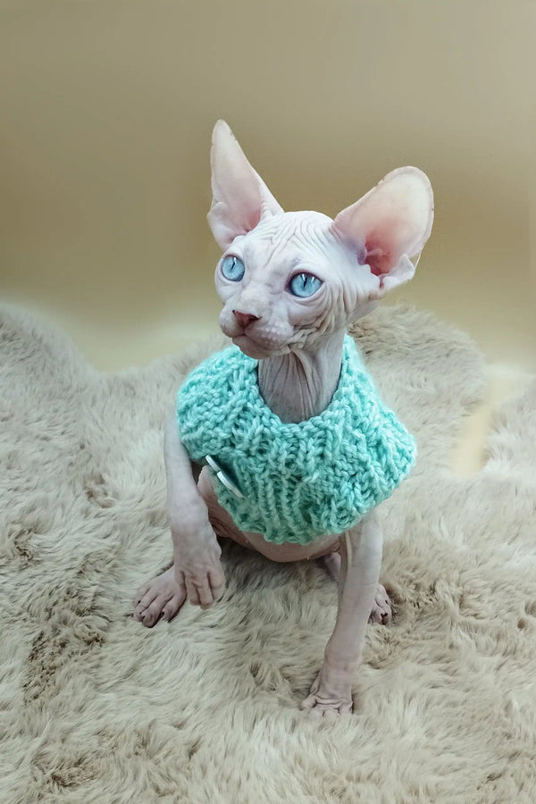 Hairless Sphynx kitten in a cute turquoise knitted collar for Nikolasha product