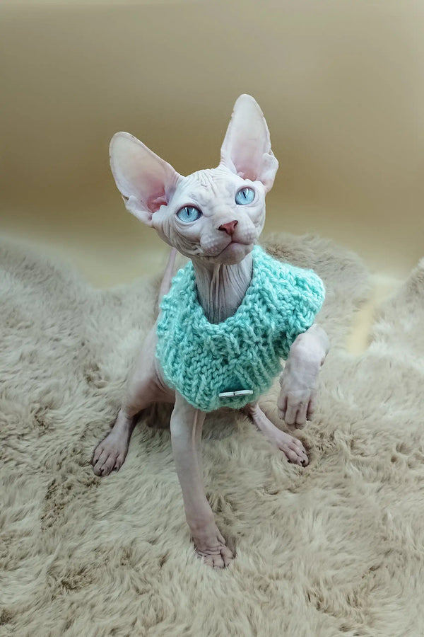 Hairless Sphynx kitten in a cute turquoise knitted collar for Nikolasha