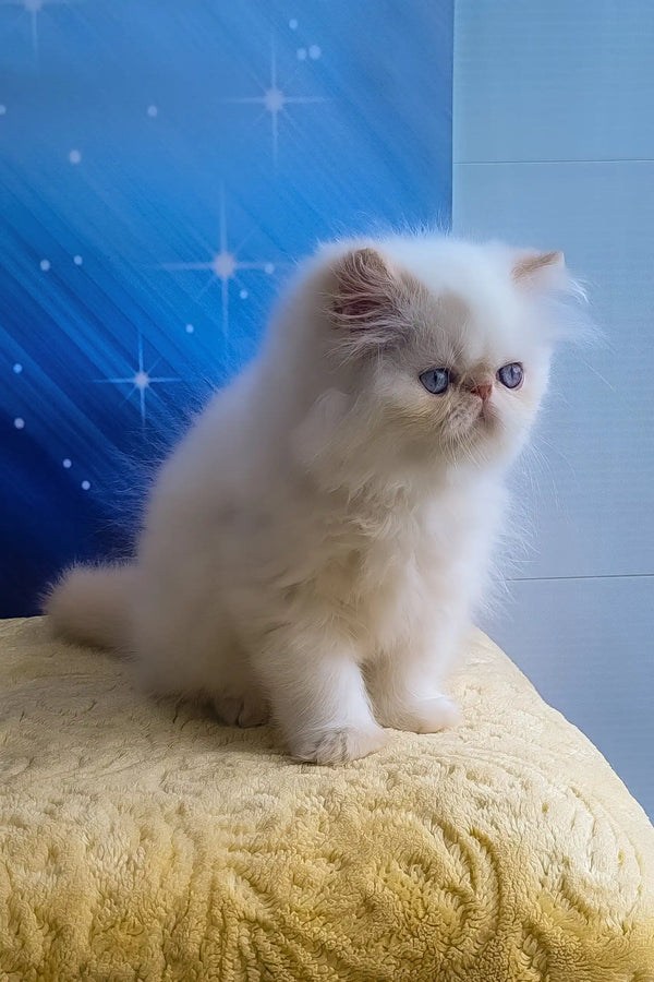 Nils | persian kitten