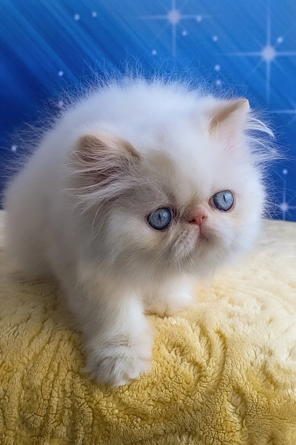 Nils | persian kitten