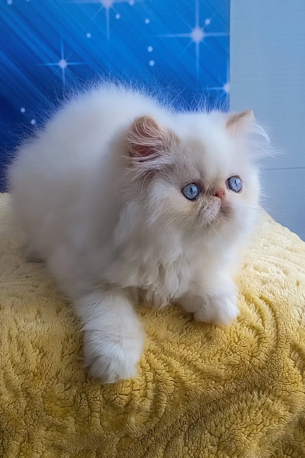 Nils | persian kitten