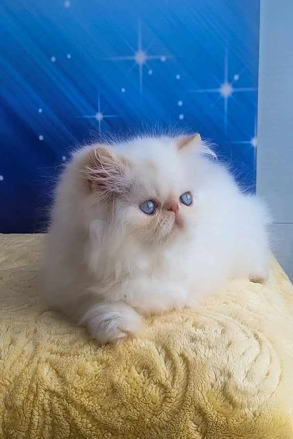 Nils | persian kitten