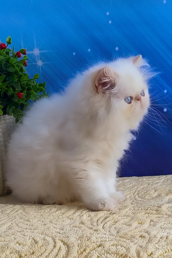 Nils | persian kitten