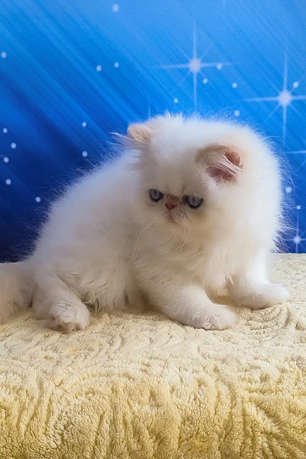 Nils | persian kitten