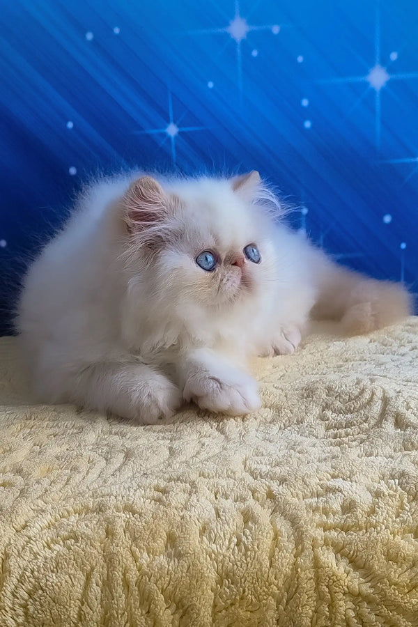 Nils | persian kitten