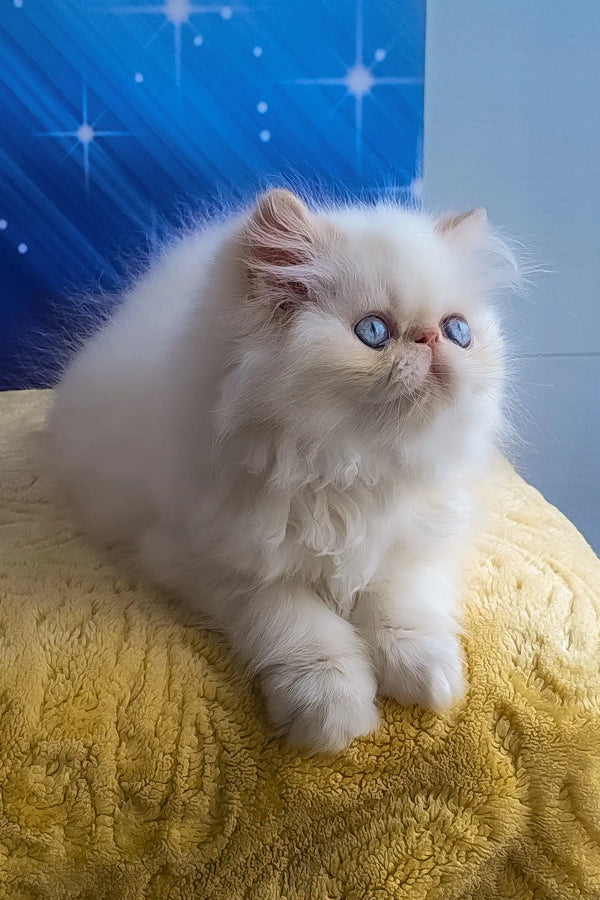 Nils | persian kitten