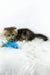 Nimfa | british longhair kitten