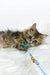 Nimfa | british longhair kitten
