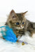 Nimfa | british longhair kitten