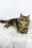 Nimfa | British Longhair Kitten