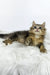 Nimfa | british longhair kitten