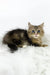 Nimfa | british longhair kitten