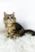 Nimfa | british longhair kitten