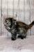 Fluffy gray Maine Coon kitten with a long tail, perfect for cat lovers everywhere