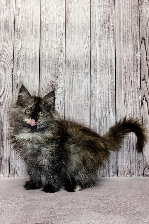 Fluffy Maine Coon kitten with green eyes and tongue out, perfect for cat lovers