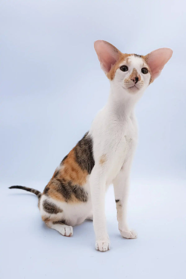 Niсоlette | oriental shorthair kitten