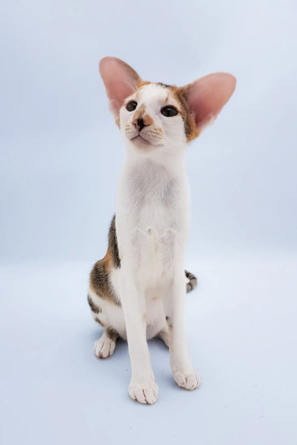 Niсоlette | oriental shorthair kitten
