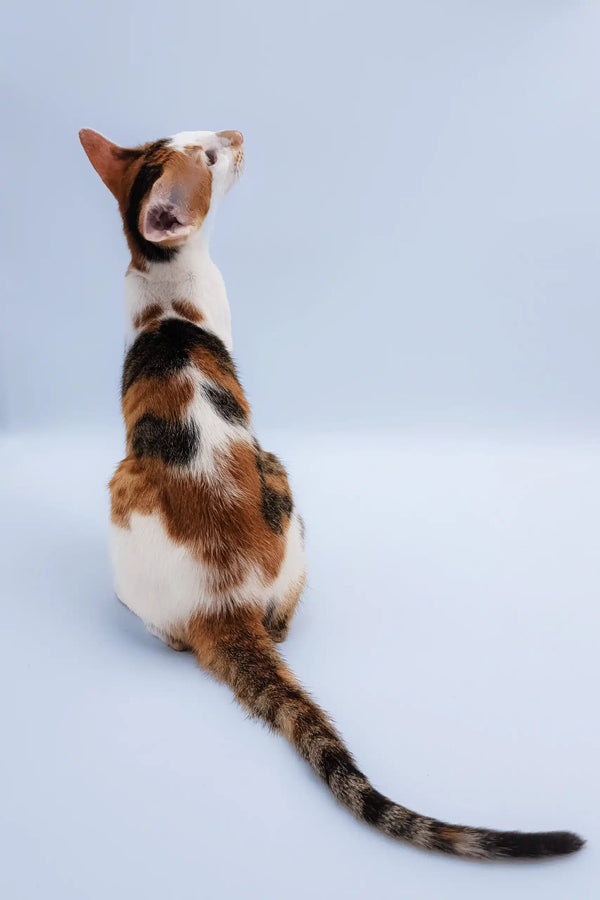 Niсоlette | oriental shorthair kitten