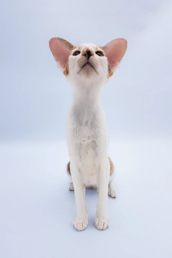 Niсоlette | oriental shorthair kitten