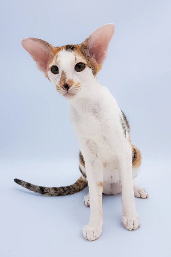 Niсоlette | oriental shorthair kitten