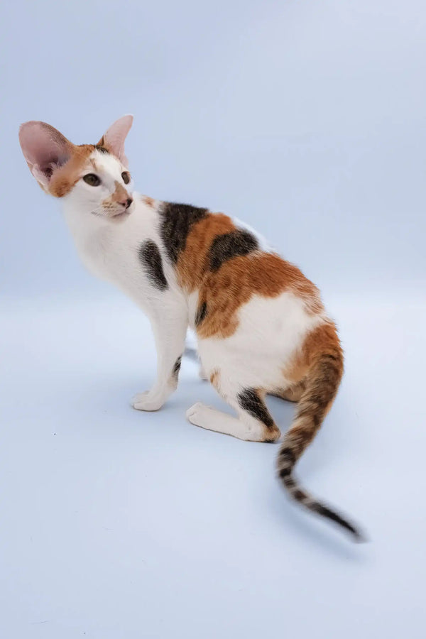 Niсоlette | oriental shorthair kitten