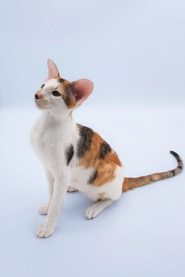 Niсоlette | oriental shorthair kitten