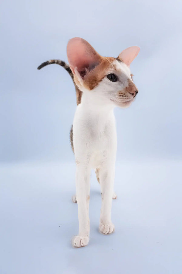 Niсоlette | oriental shorthair kitten