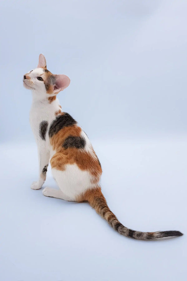 Niсоlette | oriental shorthair kitten