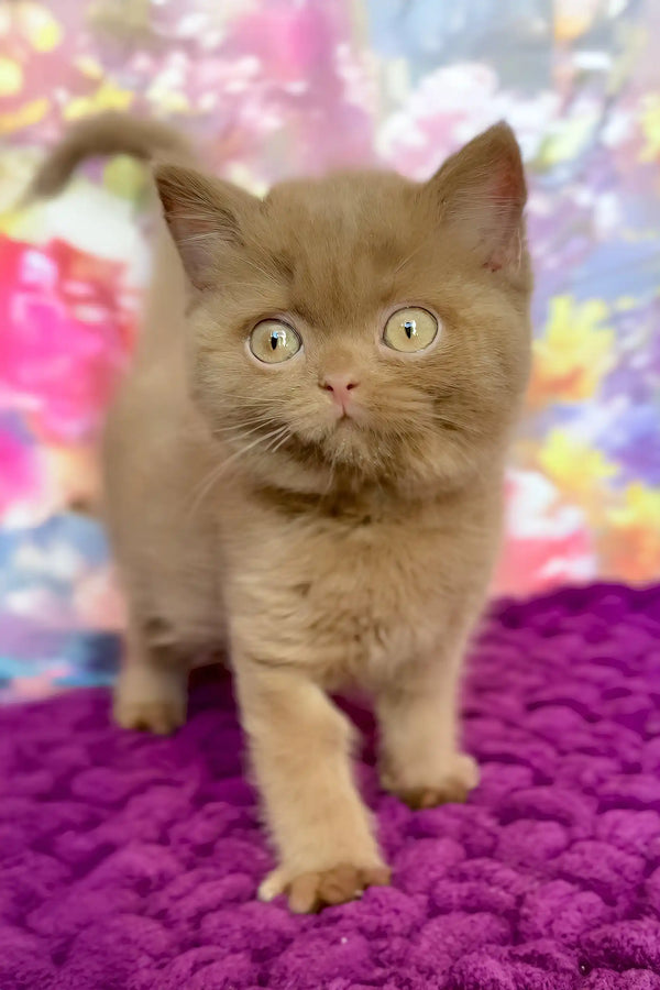 Niva | british shorthair kitten