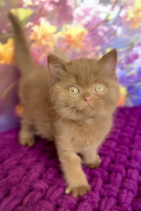 Niva | british shorthair kitten