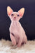 Nixon | canadian sphynx kitten