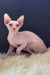 Nixon | canadian sphynx kitten