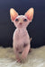 Nixon | canadian sphynx kitten