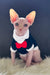 Nixon | canadian sphynx kitten