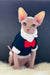 Nixon | canadian sphynx kitten
