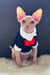 Nixon | canadian sphynx kitten