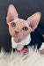 Nixon | canadian sphynx kitten