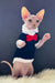 Nixon | canadian sphynx kitten