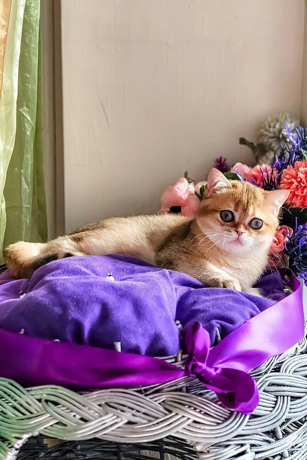 Nixsi | british shorthair kitten