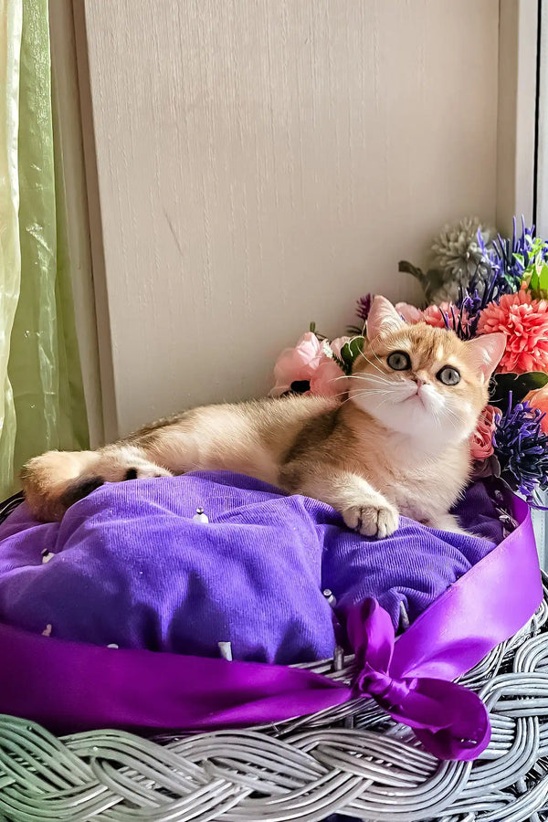 Nixsi | british shorthair kitten