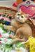Nixsi | british shorthair kitten